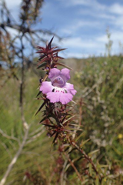 File:Hemiandra pungens flower.jpg