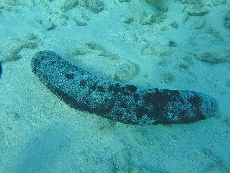 File:Holothuria Maldives.JPG