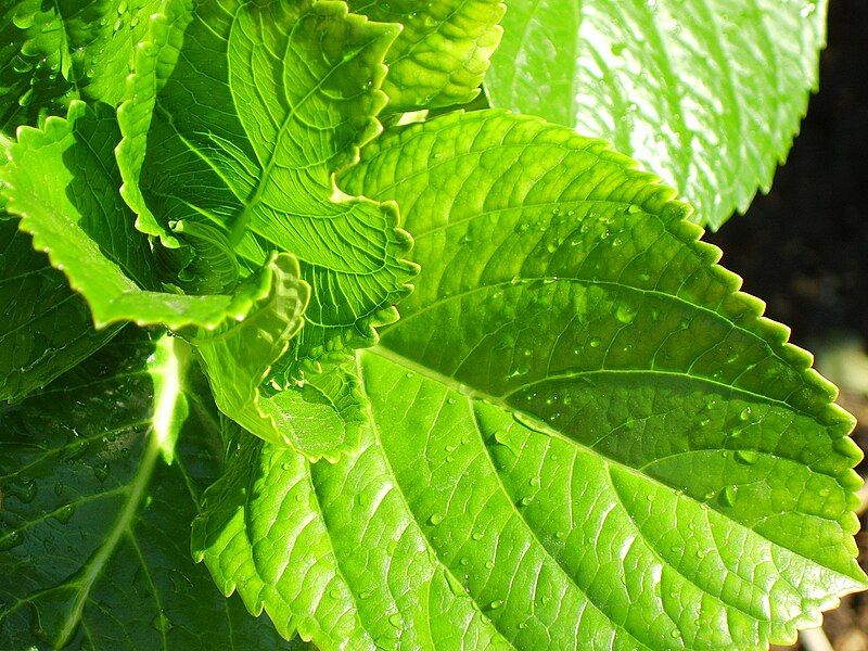 File:Hydrangea leaves.jpg