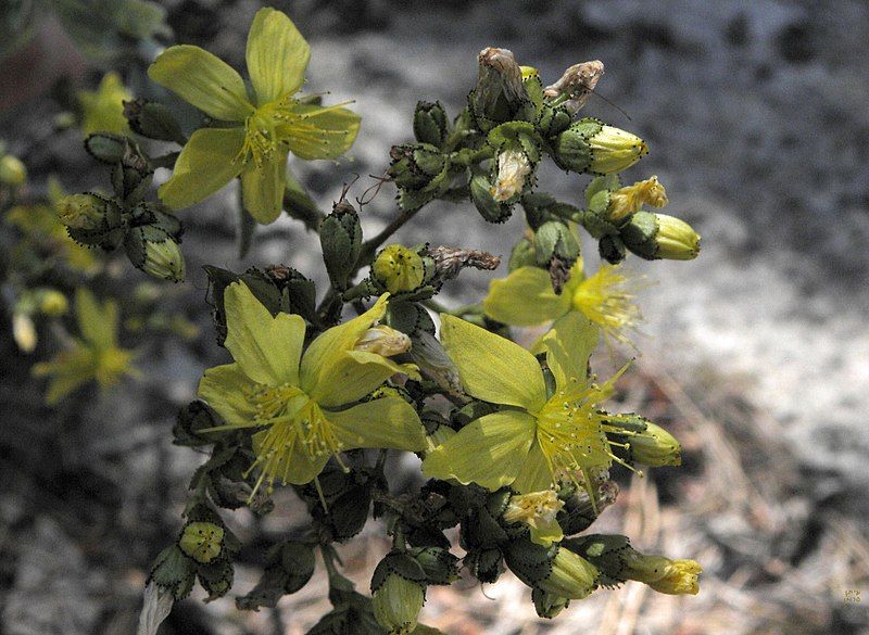 File:Hypericum lanuginosum flowers.JPG