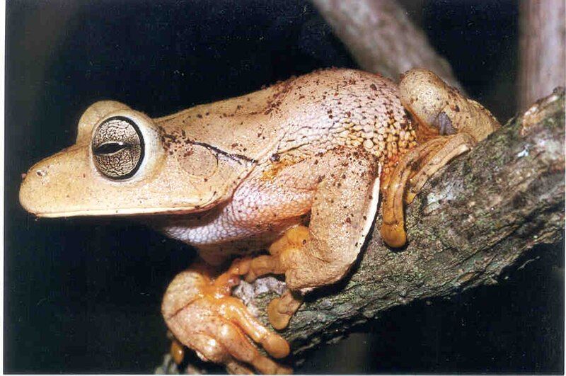 File:Hypsiboas faber01a.jpg