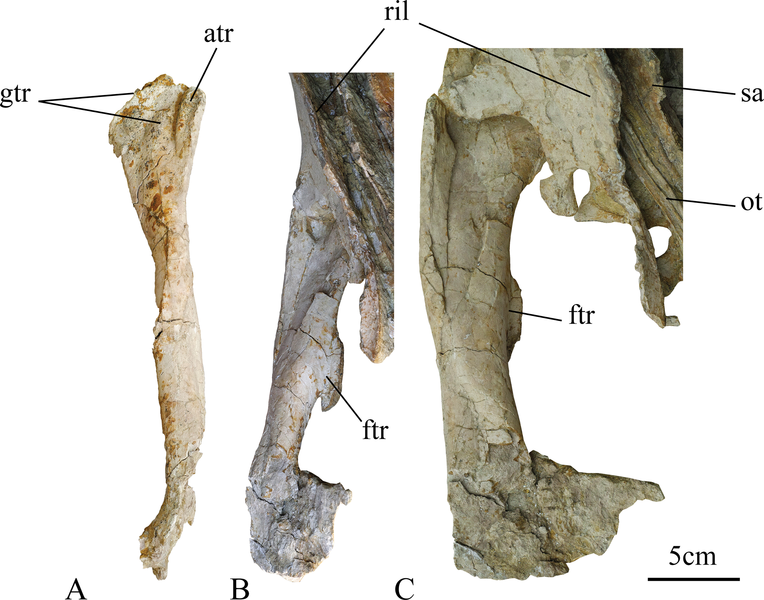 File:Ischioceratops femur.png