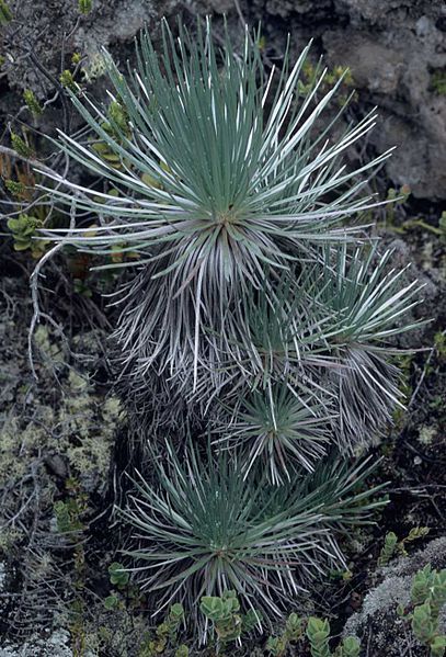 File:Kahuku silversword1.jpg