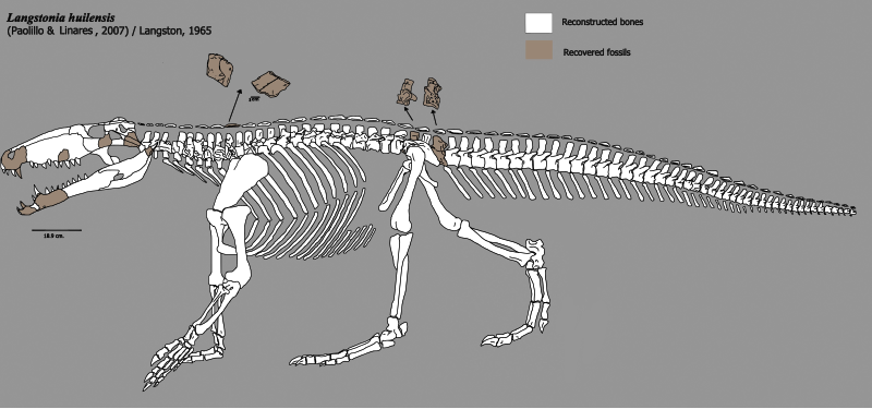 File:Langstonia skeleton.svg