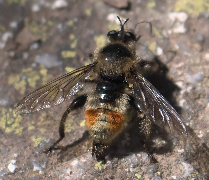 File:Laphria fernaldi P1300614b.jpg