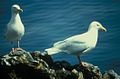 Glaucous gull Larus hyperboreus gråmåge