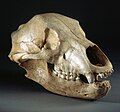 Female bear skull found in the Bichon cave (la Chaux de Fonds-Neuchâtel). 11000 B.C.