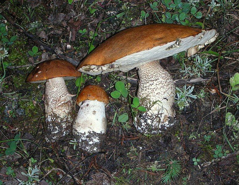 File:Leccinum insigne 98865.jpg