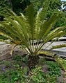 Lepidozamia peroffskyana