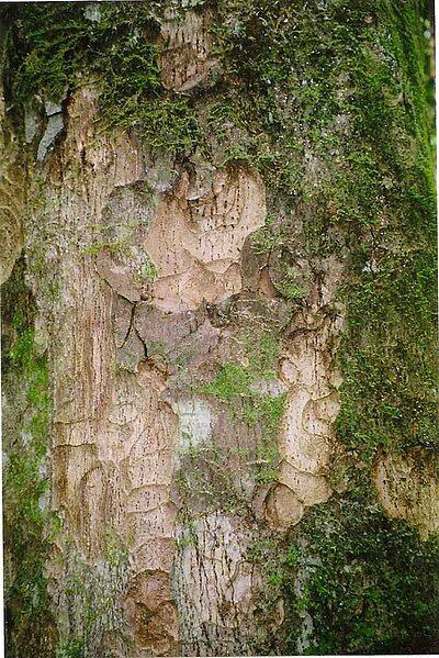 File:Litsea reticulata bark.jpg