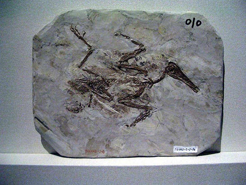 File:Longipteryx chaoyangensis 2.JPG