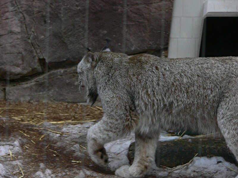 File:MP-lynx canadensis 2.jpg