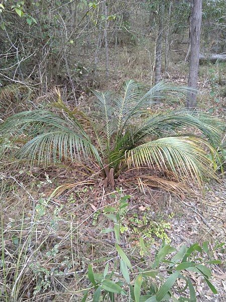 File:Macrozamia mountperriensis (male).jpg