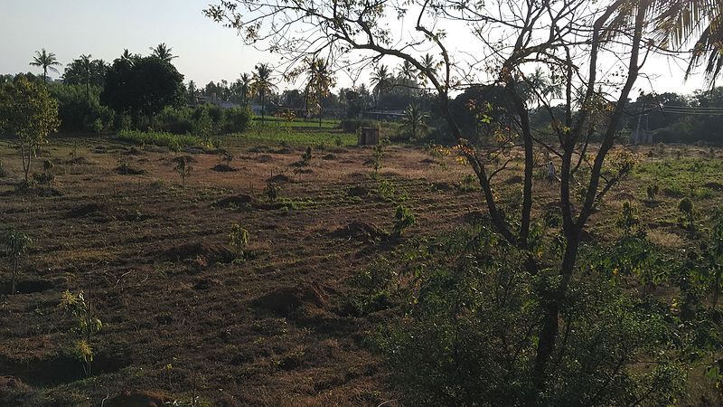 File:Mango plantation.jpg