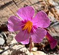 Mimulus bigelovii