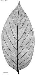 Leaf detail (x-ray)