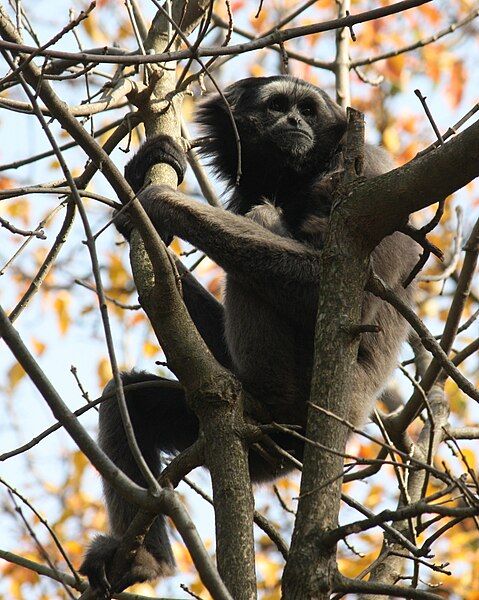 File:MuellersGibbon HylobatesMuelleri.jpg