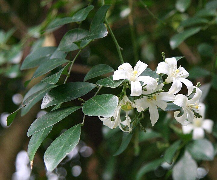 File:Murraya paniculata 05.jpg