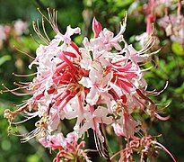 Native Pink Azalea