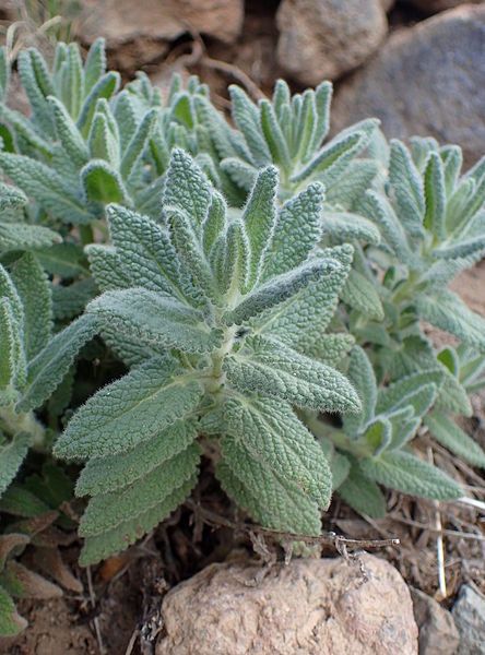 File:Nepeta teydea kz2.JPG