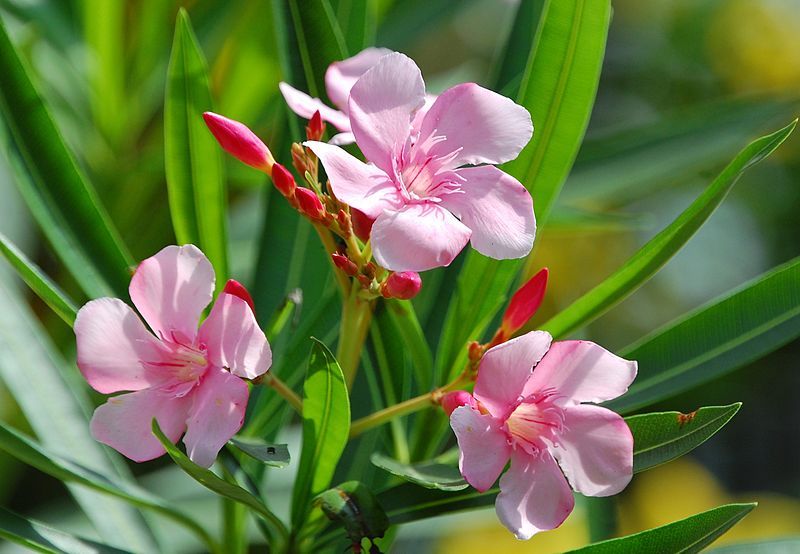 File:Nerium oleander pink.jpg