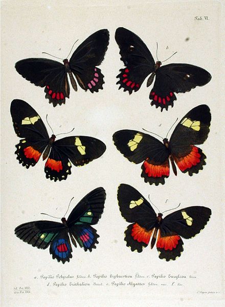 File:NovaraExpZoologischeTheilLepidopteraAtlasTaf6.jpg