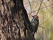 Nuttall's woodpecker