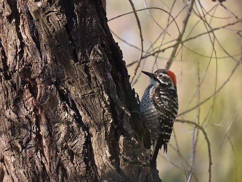 File:Nuttall's woodpecker, 2023-03-28.jpg