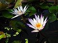 Red and blue water lily