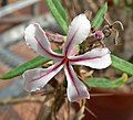 Pachypodium succulentum