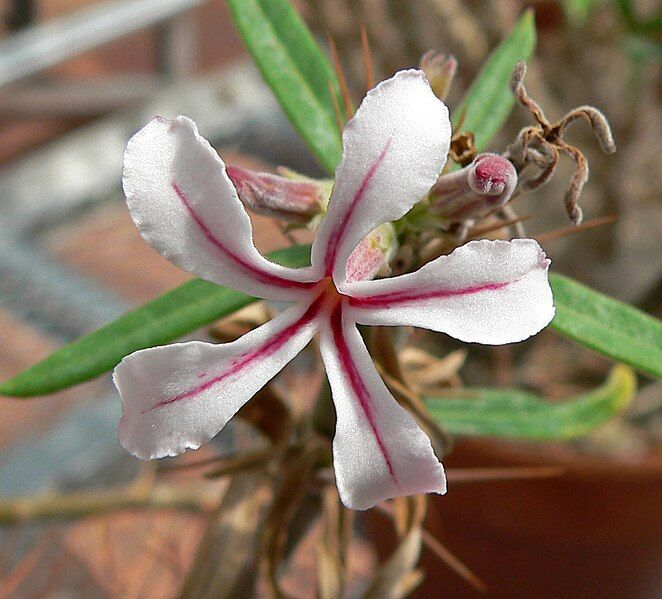 File:Pachypodium succulentum 3.jpg