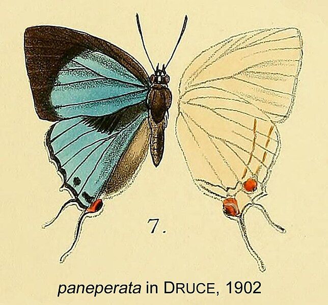 File:Paneperata inDruce1902.jpg