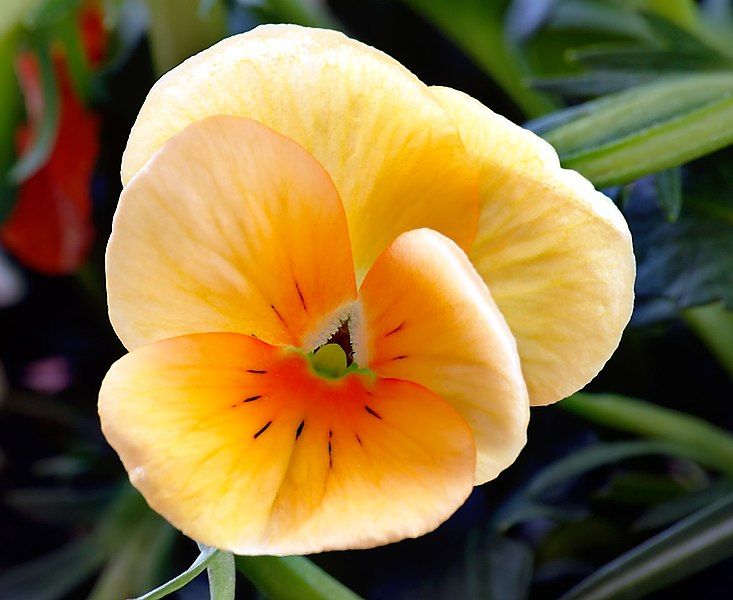 File:Pansy aka.jpg