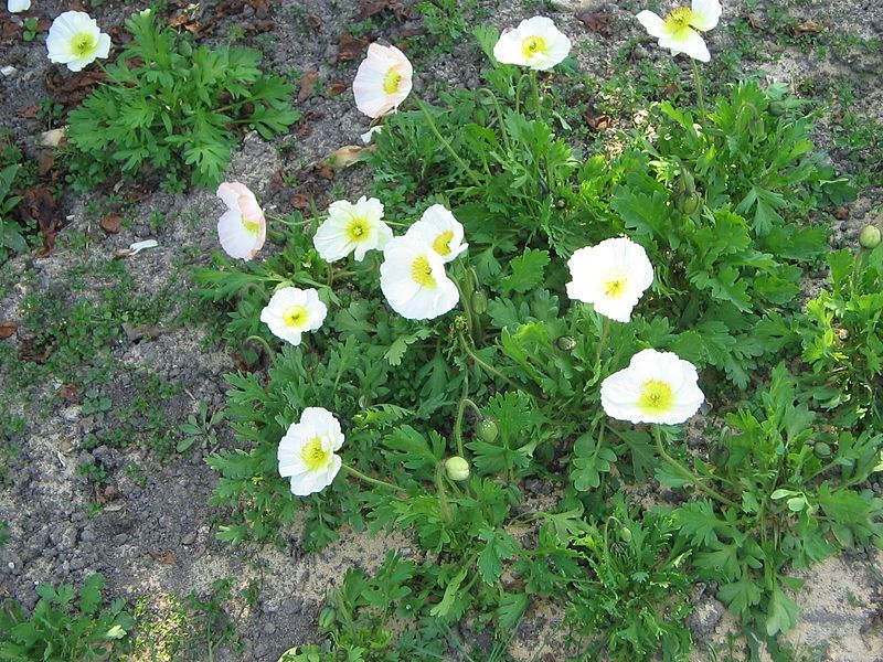 File:Papaver alpinum02.jpg