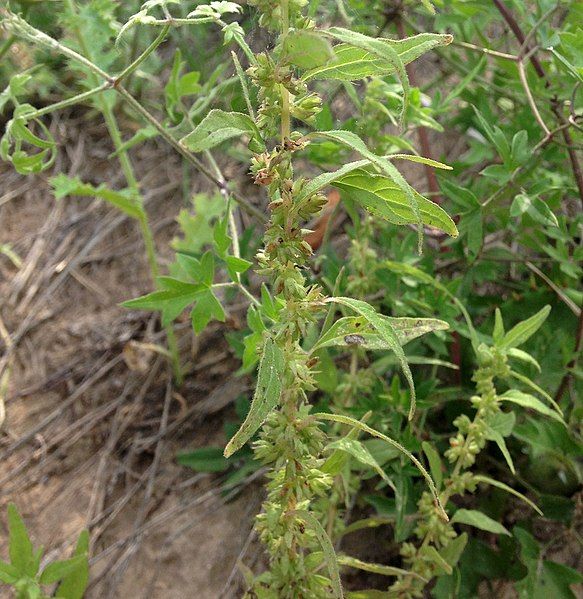 File:Parietaria pensylvanica.jpg