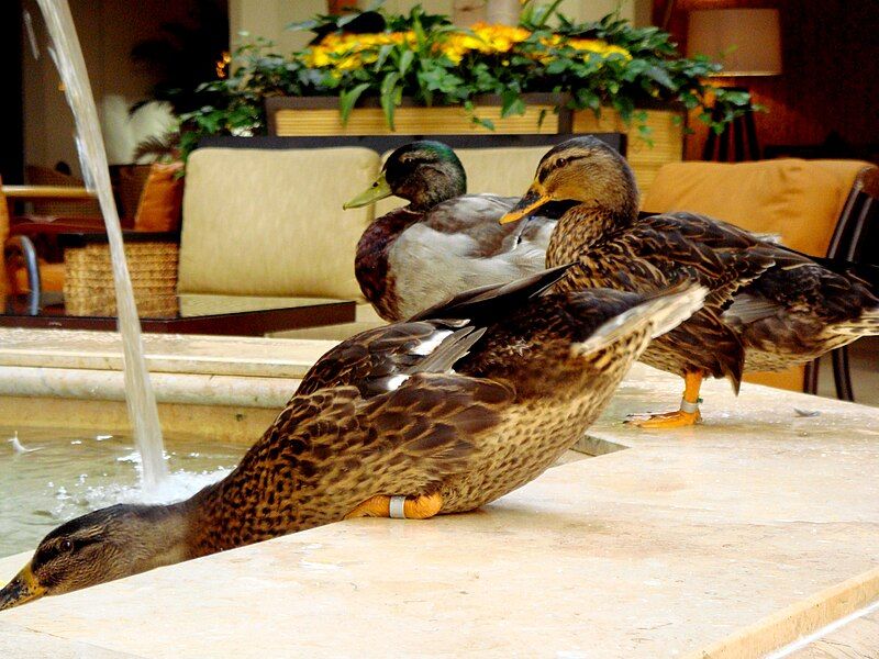 File:Peabody Hotel Ducks.jpg