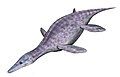 Peloneustes, a Pliosaur from Europe, 3 m