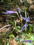 Flowers of Penstemon gracilentus