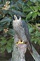 Peregrine Falcon Falco peregrinus vandrefalk Vandrefalk