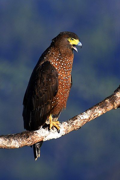 File:Philippine Serpent Eagle.jpg