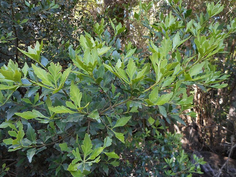 File:Phyllocladus aspleniifolius leaves.jpg