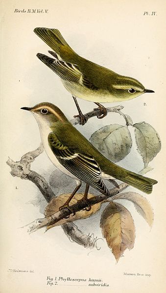 File:PhylloscopusKeulemans.jpg