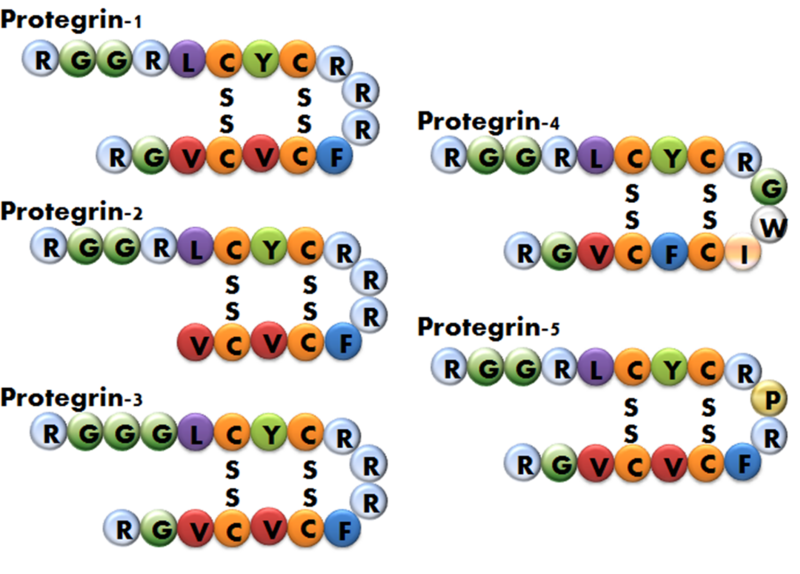 File:Protegrin structures.png