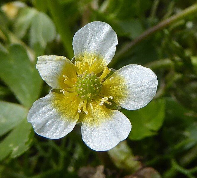 File:Ranunculus baudotii 3.jpg