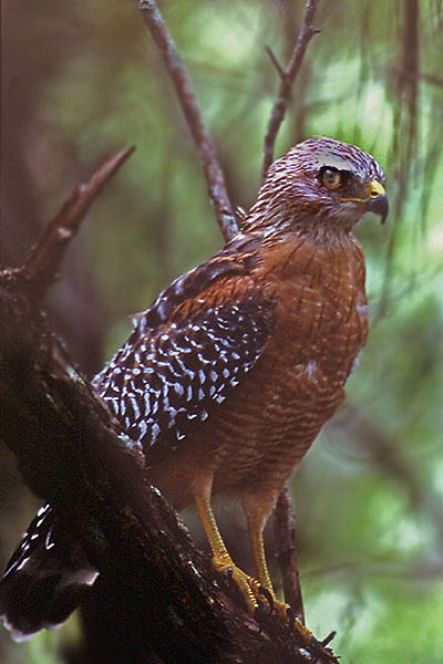 File:Red-shouldered Hawk Molting.jpg