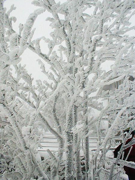 File:Rime ice.jpg