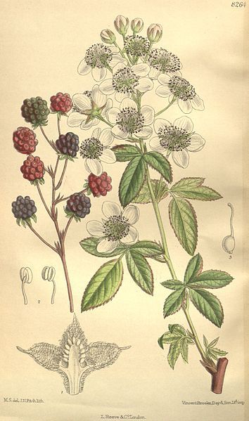 File:Rubus canadensis 135-8264.jpg