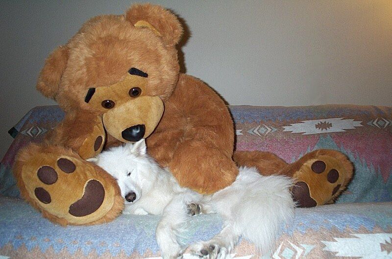 File:Samoyed-and-teddy-bear.jpg