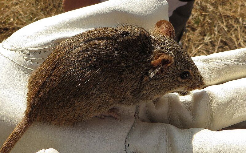 File:Single-striped grass mouse.jpg