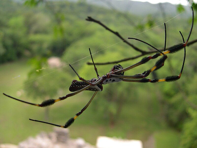 File:Spider Chiapas Mexico.jpg